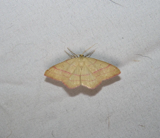 Rhodostrophia vibicaria - pirosszélű araszoló