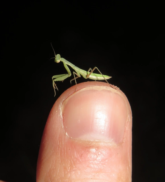 Mantodea - Fogólábúak