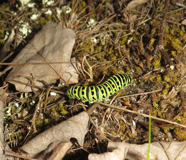 fecskefarkú lepke - Papilio machaon