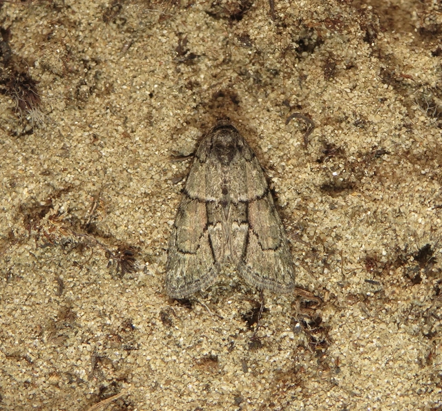 homoki zuzmóbagoly - Cryphia fraudatricula