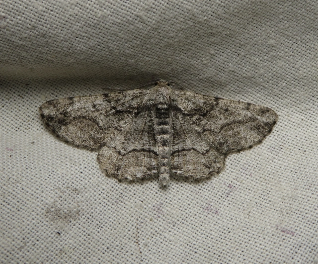 Synopsia sociaria - ürömaraszoló