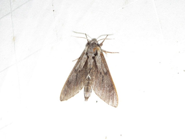 Hyloicus pinastri - fenyőszender