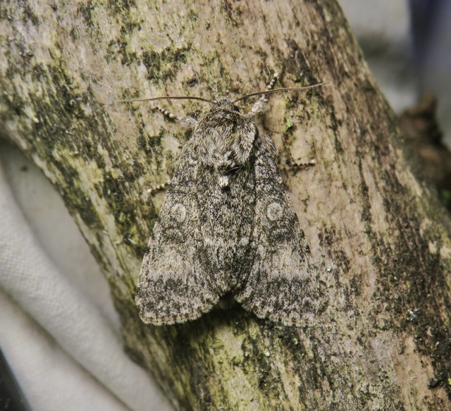 Acronicta megacephala - nagyfejű szigonyosbagoly