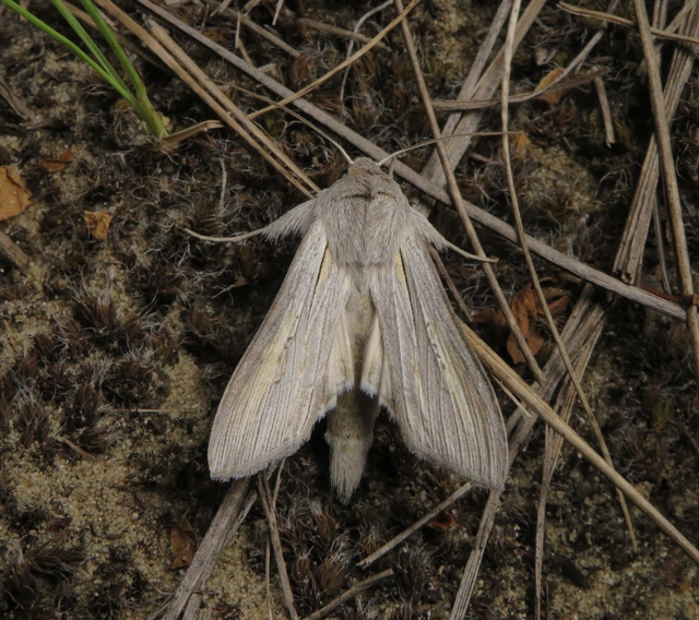 Cucullia balsamitae - homoki csuklyásbagoly
