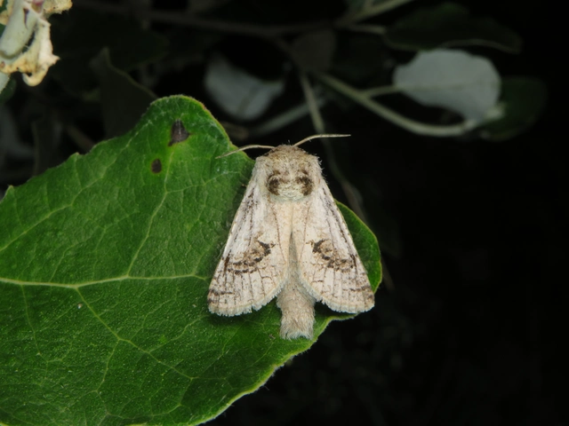 Parahypopta caestrum - spárgalepke