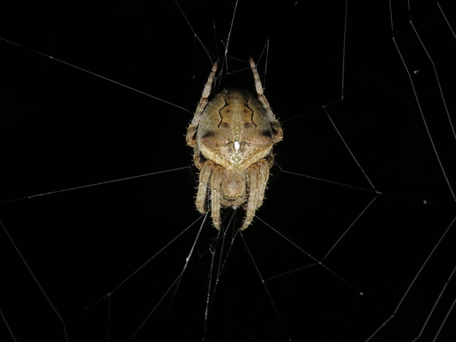 Araneus circe/angulatus