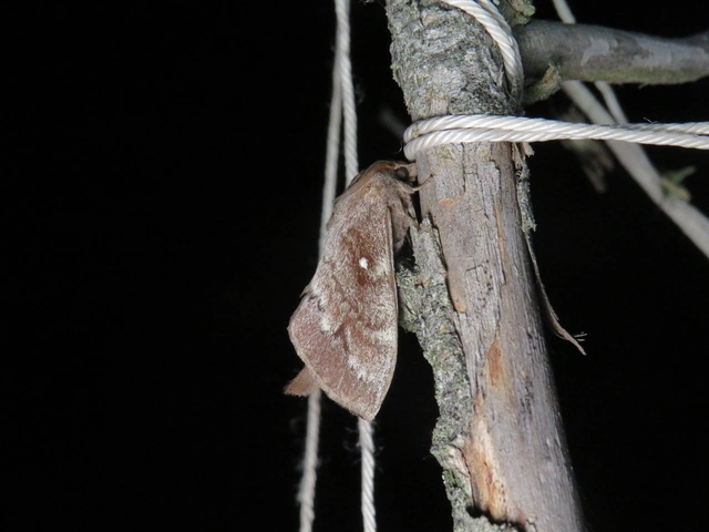 Dendrolimus pini - fenyőpohók