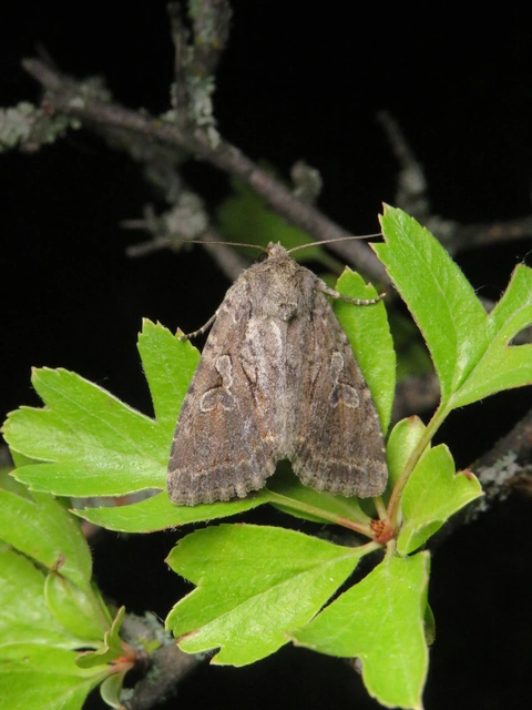 ipszilon-erdeibagoly - Apterogenum ypsillon