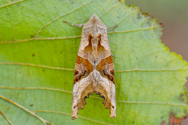 Phlogophora meticulosa - vándorló csipkésbagoly