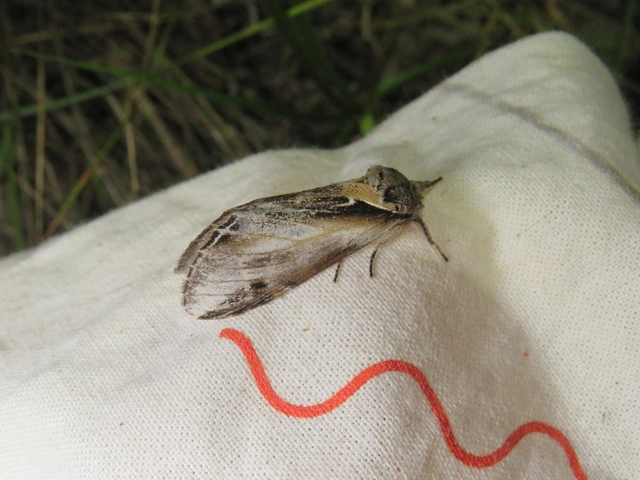 nyárfa-púposszövő - Pheosia tremula