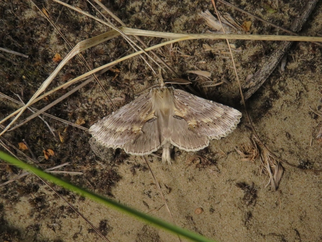 Pterostoma palpina - csőrös púposszövő