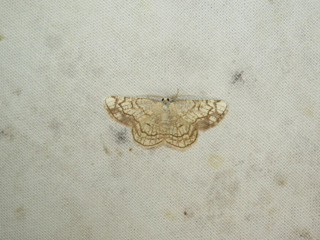 fehérnyár-araszoló - Stegania dilectaria