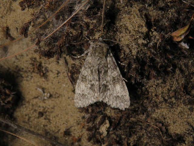 Acronicta megacephala - nagyfejű szigonyosbagoly