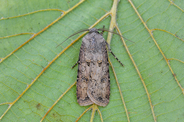 Agrotis segetum - vetési földibagoly