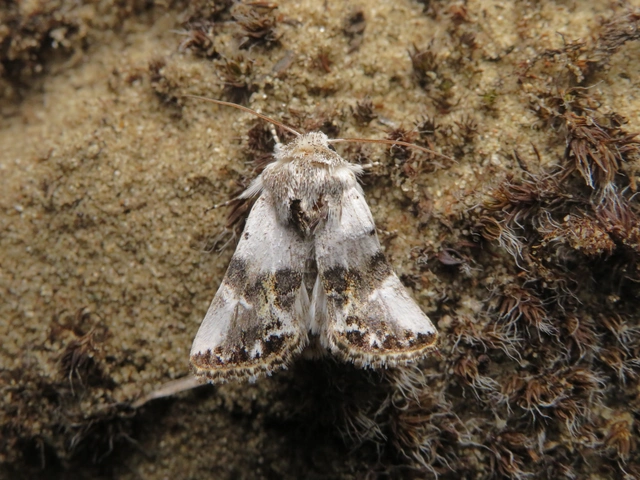 barnafoltú fehérbagoly - Calophasia opalina