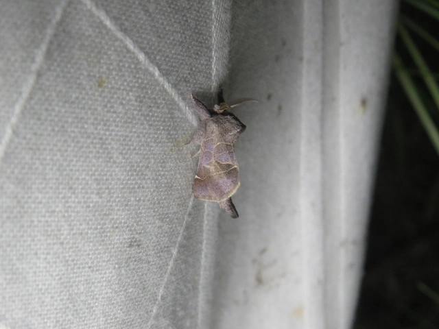 apró levélszövő - Clostera pigra