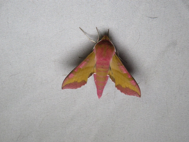 Deilephila porcellus - piros szender