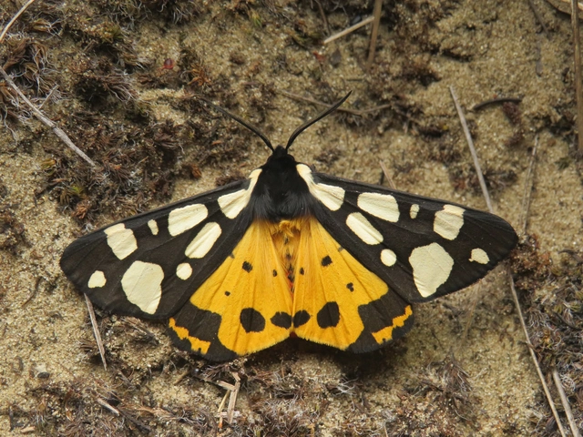 fekete medvelepke - Arctia villica