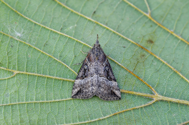 Hypena rostralis - közönséges karcsúbagoly