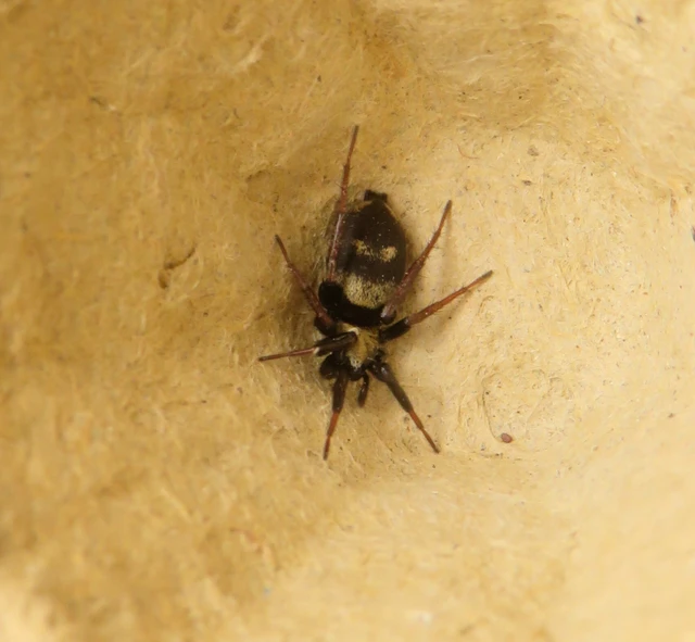 Callilepis schuszteri - vonalas kövipók