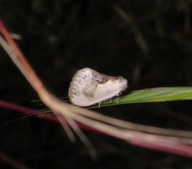 Cilix glaucata - törpe sarlósszövő