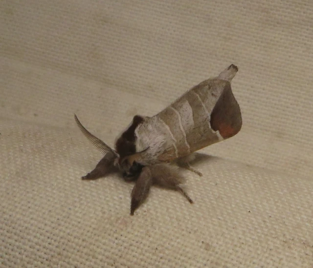 Clostera curtula - rövidszárnyú levélszövő