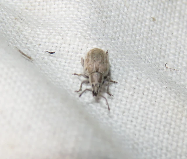 Peritelus familiaris - nagy kendermagbogár
