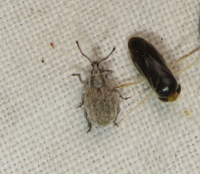 nagy kendermagbogár - Peritelus familiaris