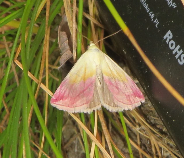 bíboros törpebagoly - Eublemma purpurina