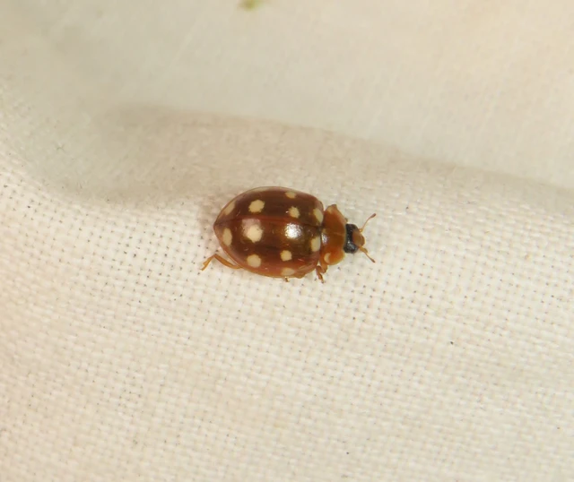 tizennégycseppes füsskata - Calvia quatuordecimguttata