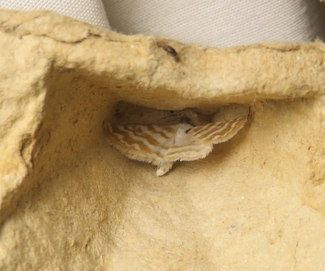 Idaea sericeata - selymes sávosaraszoló