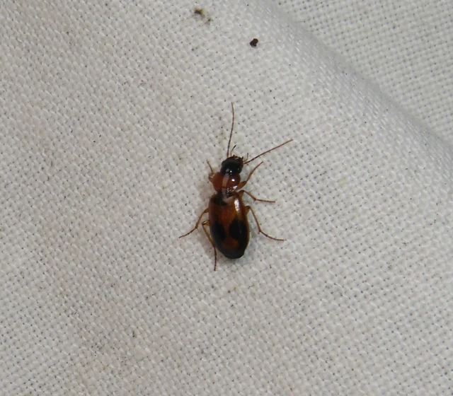 közönséges posványfutonc - Badister meridionalis