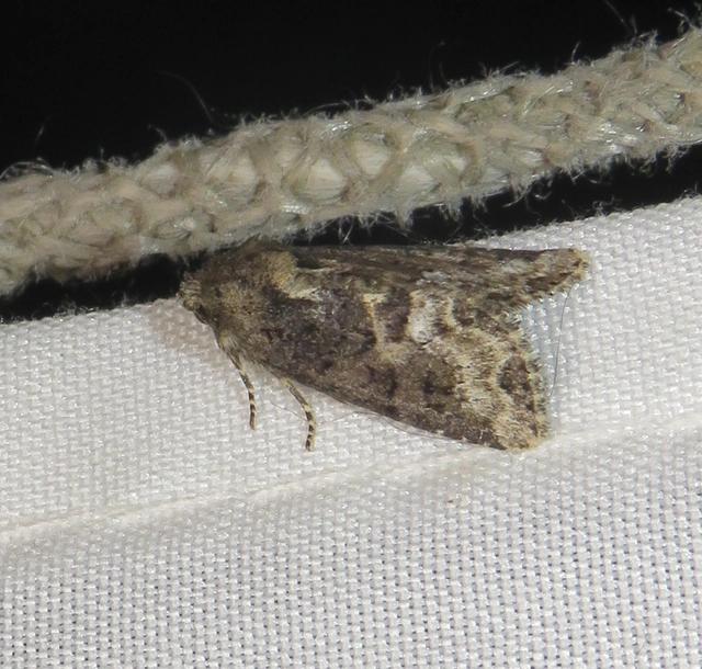 kormos dudvabagoly - Oligia strigilis