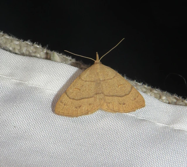 Paracolax tristalis - sárgás karcsúbagoly Paracolax tristalis - sárgás karcsúbagoly