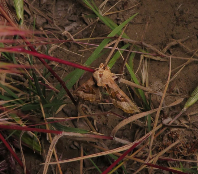 vándorló csipkésbagoly - Phlogophora meticulosa