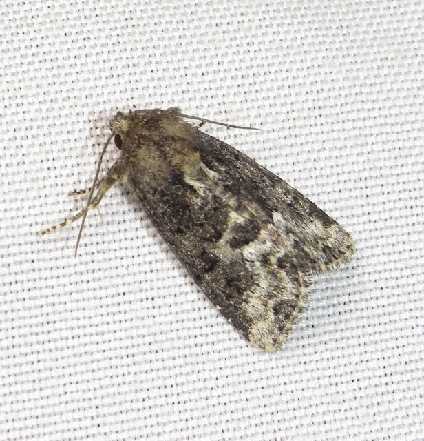 Oligia strigilis - kormos dudvabagoly