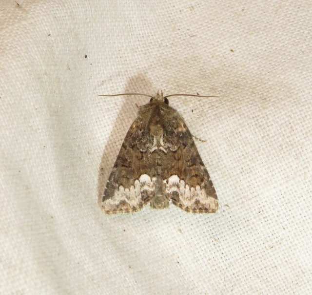 Oligia strigilis - kormos dudvabagoly