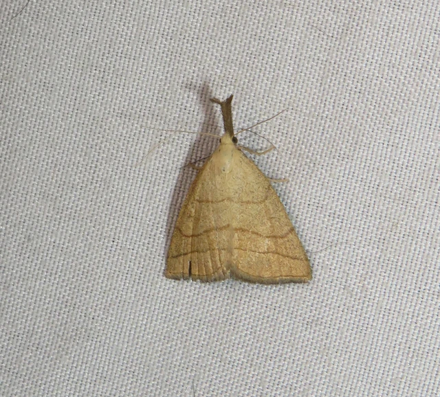 Polypogon tentacularia - sötétaljú karcsúbagoly