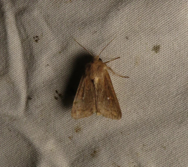 Mythimna albipuncta - fehérpettyes rétibagoly