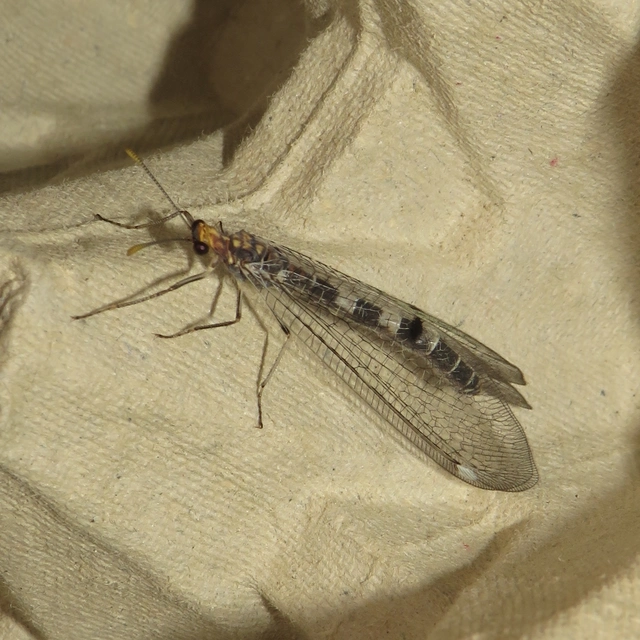 Megistopus flavicornis - kétfoltos hangyaleső