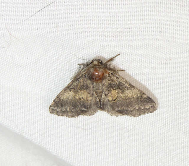 kormos púposszövő - Gluphisia crenata