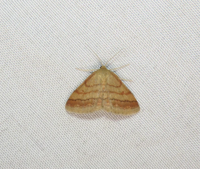 Scopula rubiginata - réti pirosaraszoló