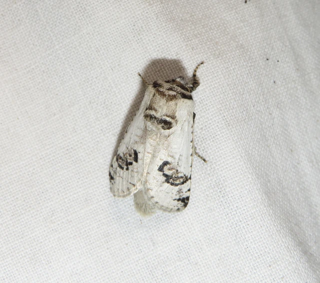 Parahypopta caestrum - spárgalepke