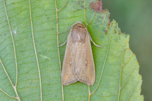 Mythimna unipuncta - hordabagoly