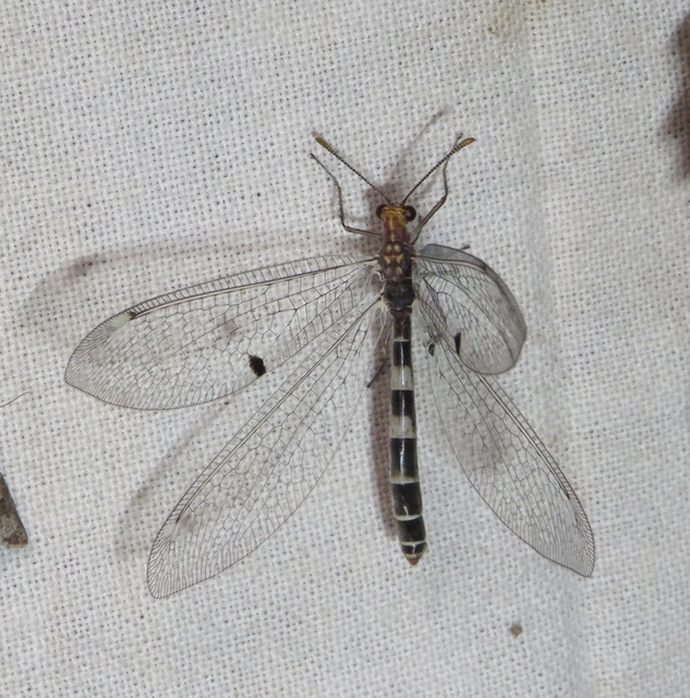 kétfoltos hangyaleső - Megistopus flavicornis