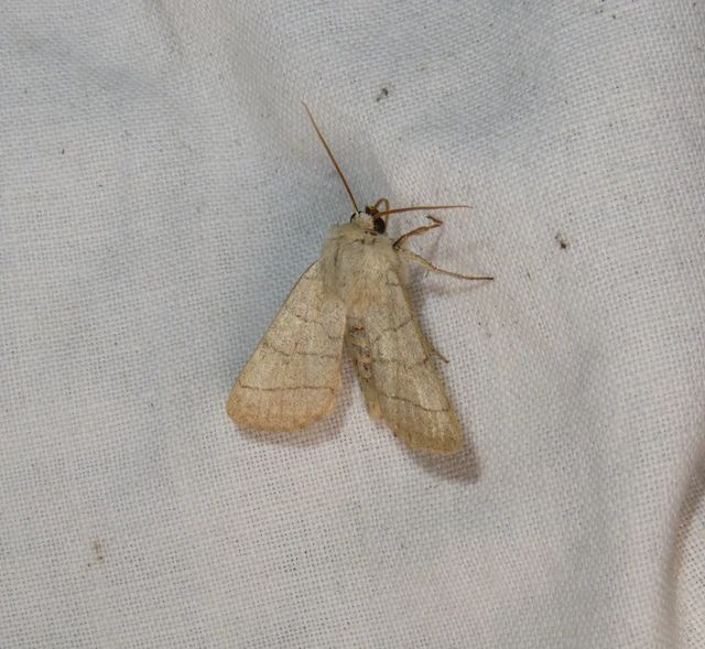 Charanyca trigrammica - háromsávos lombbagoly