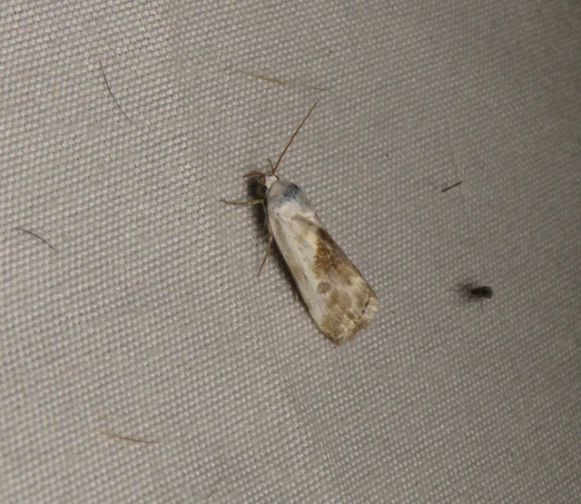 parlagfűbagoly - Ponometia candefacta