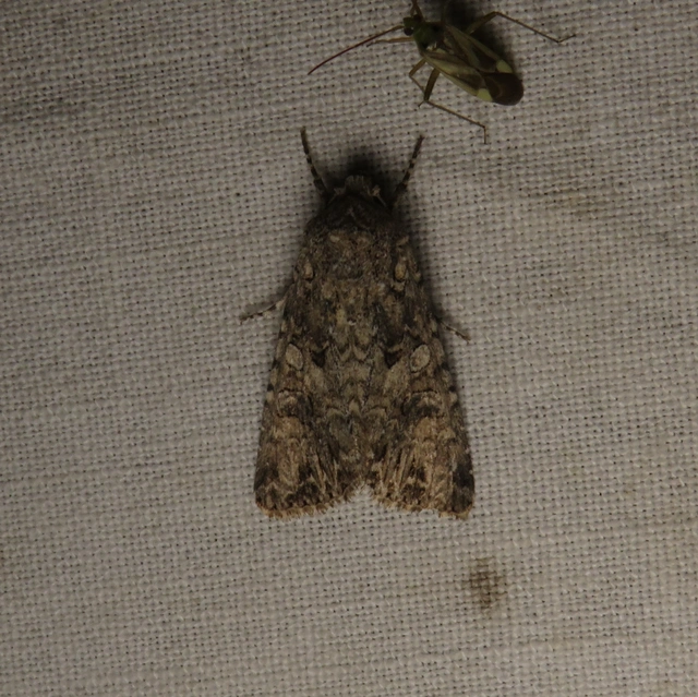 Hadula trifolii - lóherebagoly
