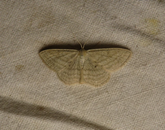 vesszős sávosaraszoló - Scopula virgulata