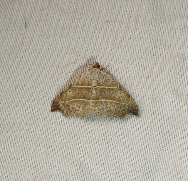 zuzmóbagoly - Laspeyria flexula